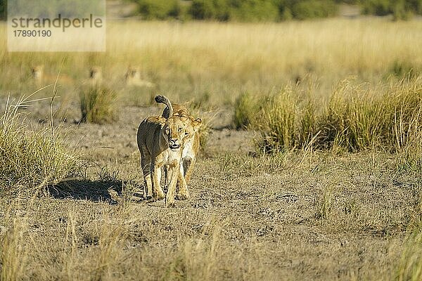 Löwinnen (Panthera leo)  zwei Tiere  die im kurzen Gras auf die Kamera zugehen. Chobe-Nationalpark  Botswana  Afrika