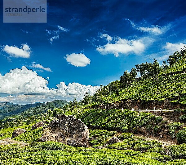 Kerala Indien Reise Hintergrund  grüne Teeplantagen in Munnar  Kerala  Indien  Asien