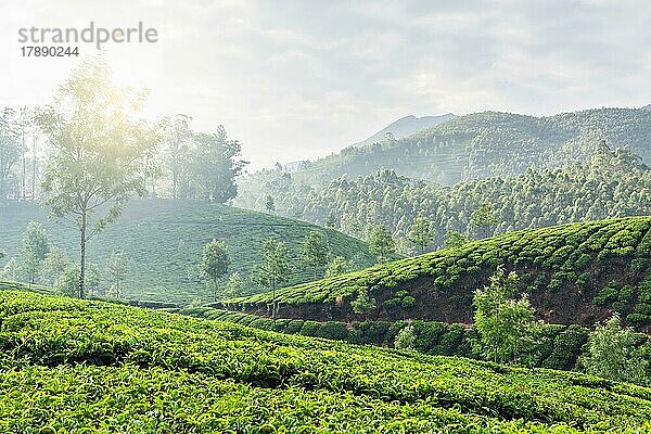 Kerala Indien Reise-Hintergrund  grüner Tee-Plantagen in Munnar  Kerala  Indien in den Morgen auf Sonnenaufgang