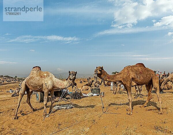 Kamele auf der Pushkar Mela (Pushkar Kamelmesse) . Pushkar  Rajasthan  Indien  Asien