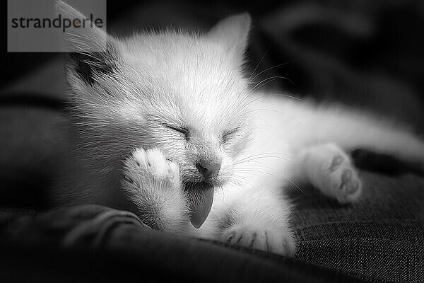 Weißes Katzenbaby  Hauskatze (Felis silvestris catus)  liegt entspannt und putzt sich  streckt Zunge heraus  Nahaufnahme  monochrom  Deutschland  Europa