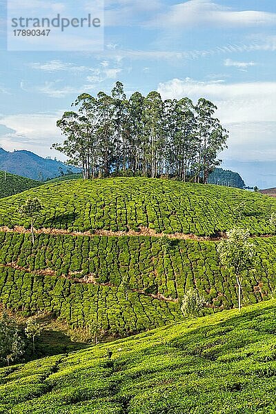 Kerala Indien Reise-Hintergrund  grüne Teeplantagen in Munnar  Kerala  Indien  Touristenattraktion  Asien