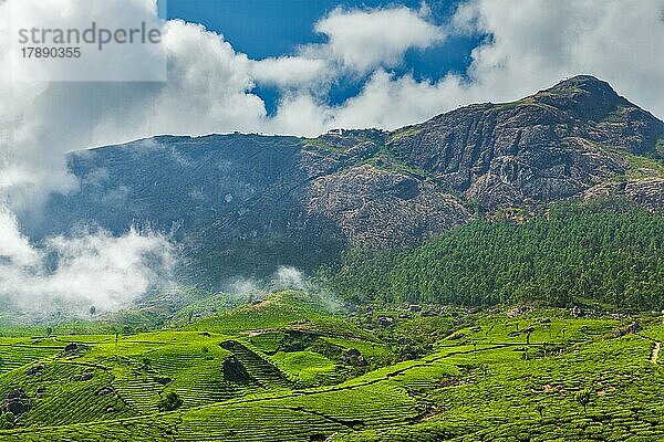 Kerala Indien Reise-Hintergrund  grüne Teeplantagen in Munnar  Kerala  Indien  Touristenattraktion  Asien