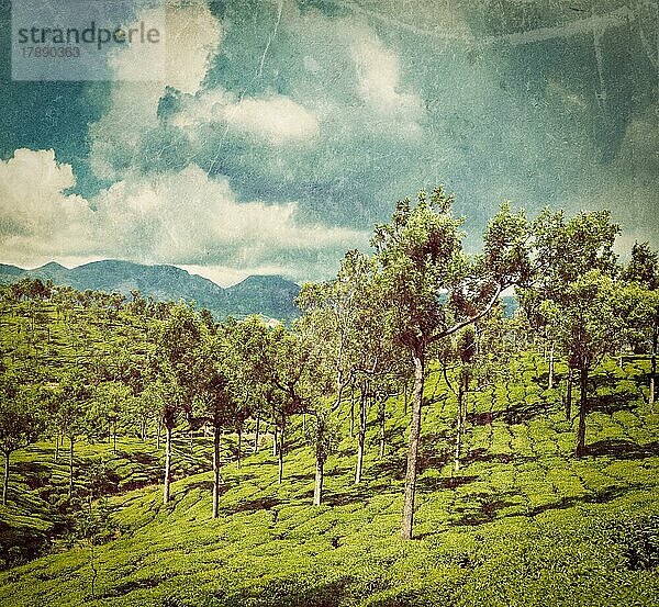 Vintage Retro-Hipster-Stil Reise Bild von Kerala Indien Reise Hintergrund  grünen Teeplantagen mit Bäumen in Munnar  Kerala  Indien Nahaufnahme mit Grunge-Textur überlagert