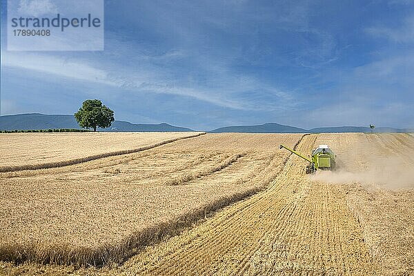 Getreideernte  Erntemaschine  Mähdrescher  Südpfalz  Rheinland-Pfalz  Deutschland  Europa