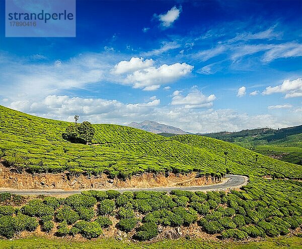 Kerala Indien Reise Hintergrund  Straße in grünen Teeplantagen in den Bergen in Munnar  Kerala  Indien  Asien