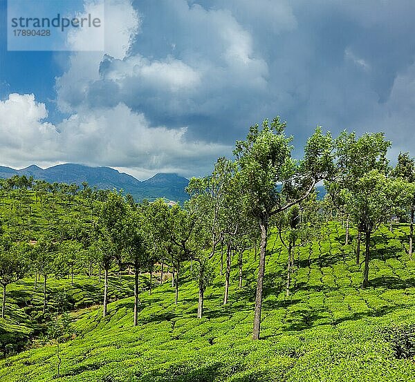 Kerala Indien Reise Hintergrund  grüner Tee Plantagen mit Bäumen in Munnar  Kerala  Indien Nahaufnahme