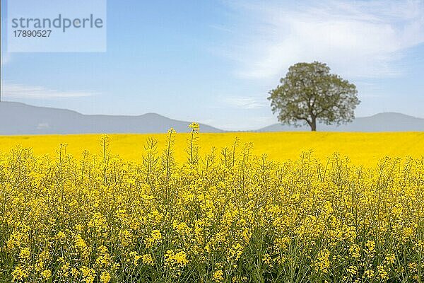 Rapsfeld  Rapsanbau  Südpfalz  Pfalz  Rheinland-Pfalz  Deutschland  Europa