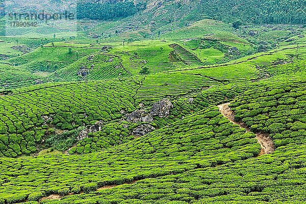 Kerala Indien Reise-Hintergrund  grüne Teeplantagen in Munnar  Kerala  Indien  Touristenattraktion  Asien