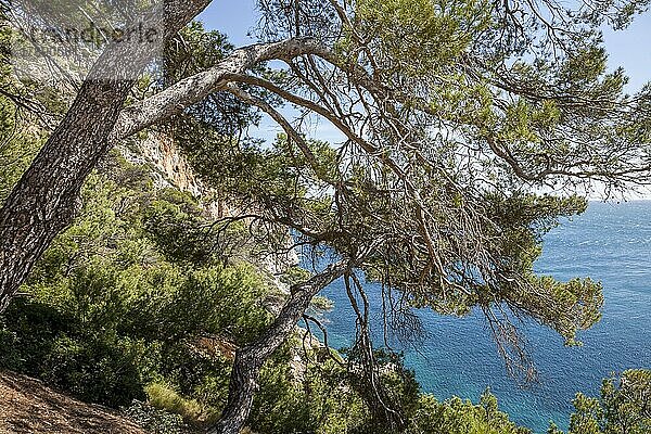 Küstenlandschaft im Osten von Mallorca  Steilküste  Mallorca  Balearen  Spanien  Europa