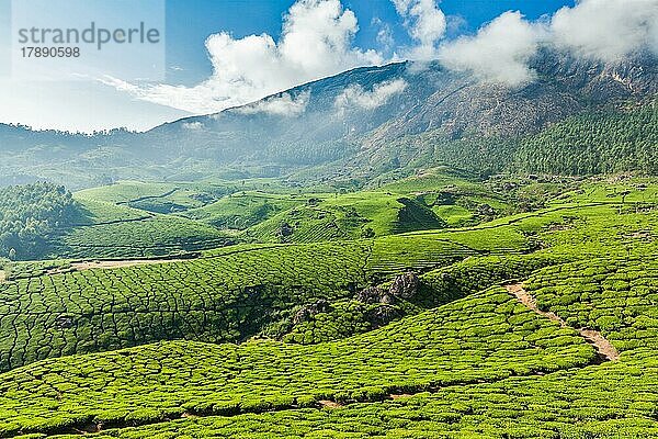 Kerala Indien Reise-Hintergrund  grüne Teeplantagen in Munnar  Kerala  Indien  Touristenattraktion  Asien