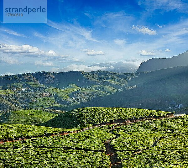 Teeplantagen bei Sonnenaufgang. Munnar  Kerala  Indien  Asien