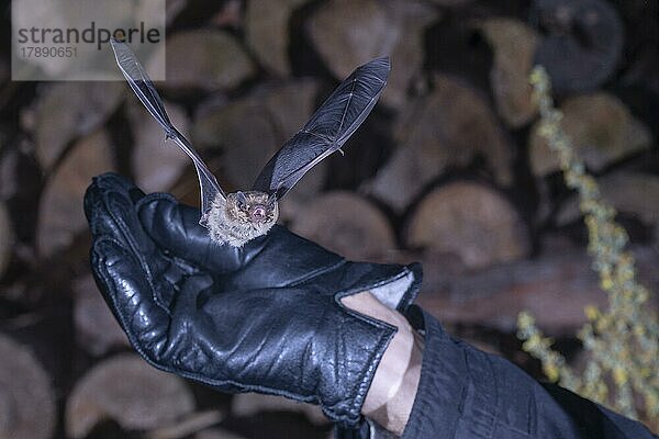 Mückenfledermaus (Pipistrellus pygmaeus) wird wieder in die Freiheit entlassen  nach der Vermessug und Datenerfassug  Brandenburg  Deutschland  Europa