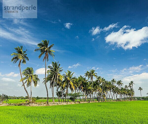 Ländliche indische Szene  Reisfeld und Palmen. Tamil Nadu  Indien  Asien
