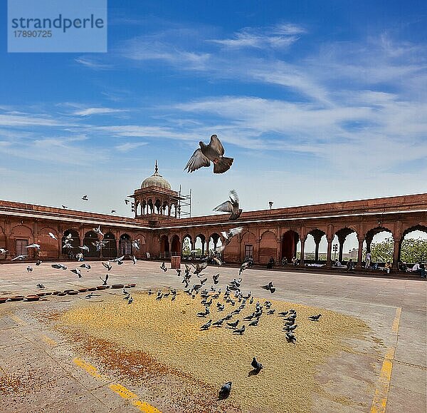 Tauben in der Jama Masjid  der größten Moschee in Indien. Delhi  Indien  Asien