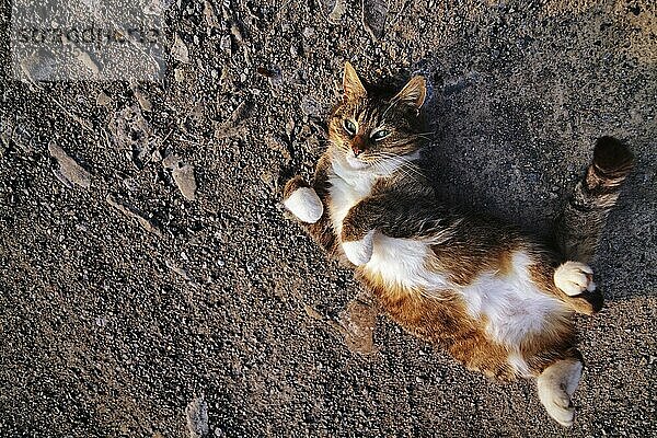 Braun getigerte Hauskatze (Felis silvestris catus) liegt auf dem Rücken  räkelt sich entspannt in der Abendsonne  steiniger Boden  Textfreiraum  Deutschland  Europa