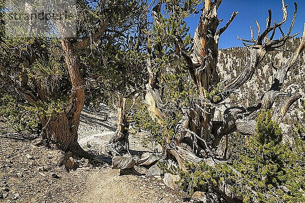 Wanderweg zwischen Langlebigen Grannen-Kiefern (Pinus longaeva)  verwittertes Holz  Schutzgebiet Ancient Bristlecone Pine Forest  White Mountains  bei Bishop  Inyo National Forest  Kalifornien  USA  Nordamerika