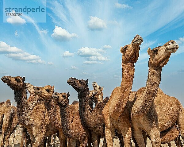 Kamele auf der Pushkar Mela (Pushkar Kamelmesse) . Pushkar  Rajasthan  Indien  Asien