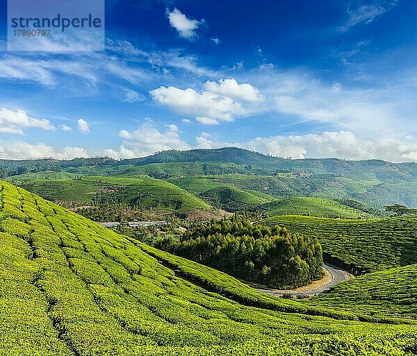 Kerala Indien Reise-Hintergrund  grüne Teeplantagen in Munnar  Kerala  Indien  Touristenattraktion  Asien