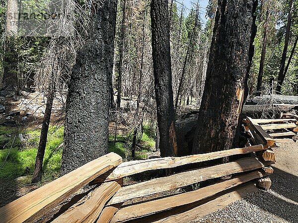 Verkohlte Mammutbäume (Sequoioideae) nach Brand  eingezäunt  schwarze abblätternde Rinde  Yosemite Nationalpark  Kalifornien  USA  Nordamerika
