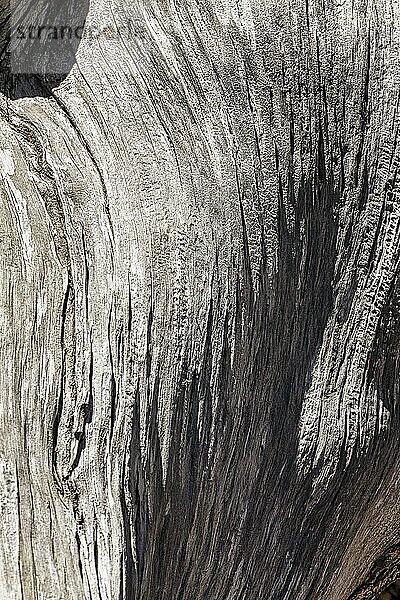 Verwitterte silbergraue Baumrinde mit Strukturen  Langlebige Grannen-Kiefer (Pinus longaeva)  Schutzgebiet Ancient Bristlecone Pine Forest  White Mountains  bei Bishop  Inyo National Forest  Kalifornien  USA  Nordamerika