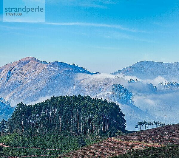 Kerala Indien Reise Hintergrund  Sonnenaufgang und Teeplantagen in Munnar  Kerala  Indien  Asien