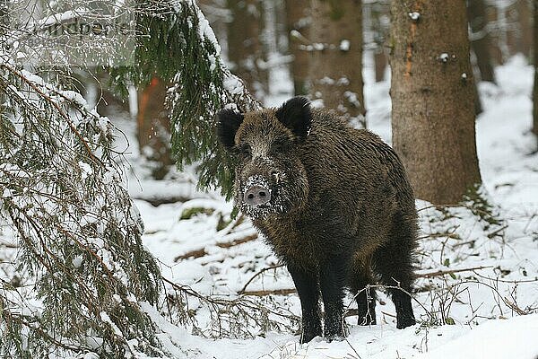 Wildschwein (Sus scrofa) starker Keiler sichert im Winterwald  Allgäu  Bayern  Deutschland  Europa