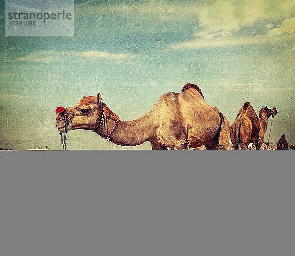 Vintage-Retro-Hipster-Stil Reise Bild der Kamele auf Pushkar Mela (Pushkar Camel Fair) mit Grunge-Textur überlagert. Pushkar  Rajasthan  Indien  Asien