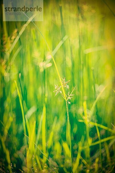 Vintage Retro Hipster-Stil Bild von grünem Gras  sehr geringe Tiefenschärfe