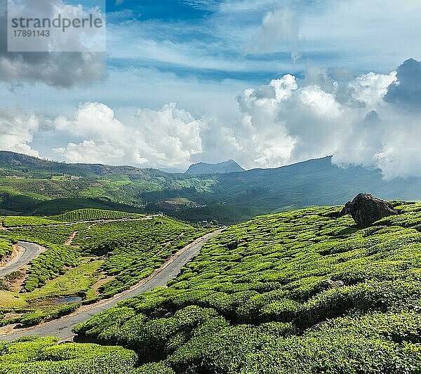 Kerala Indien Reise Hintergrund  Straße in grünen Teeplantagen in den Bergen in Munnar  Kerala  Indien  Asien