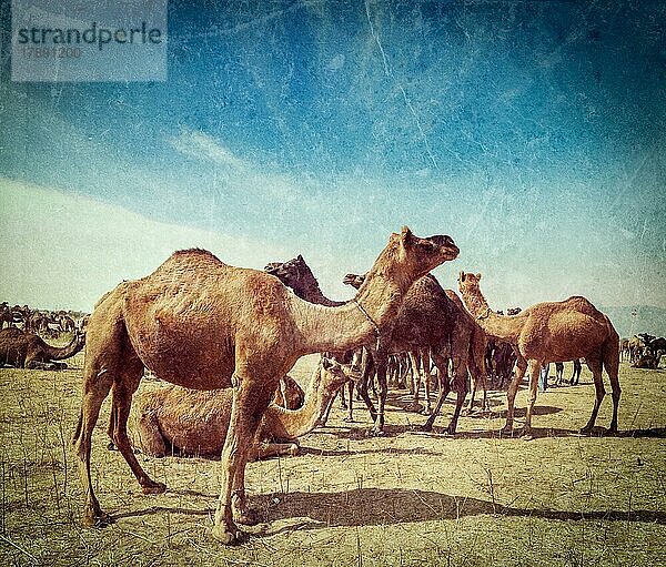 Vintage-Retro-Hipster-Stil Reise Bild der Kamele auf Pushkar Mela (Pushkar Camel Fair) mit Grunge-Textur überlagert. Pushkar  Rajasthan  Indien  Asien