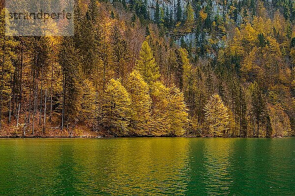 Herbstliche Waldbäume spiegeln sich im See. Königssee  Bayern  Deutschland  Europa