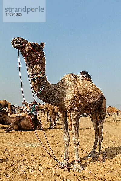 Kamele auf der Pushkar Mela (Pushkar Kamelmesse) . Pushkar  Rajasthan  Indien  Asien