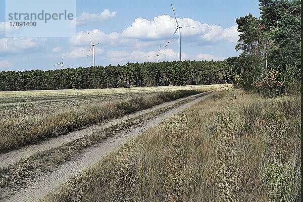 Kiefernmonokulturen ausgetrocknet infolge des Klimawandels und höchste Brandgefahr  Brandenburg  Deutschland  Europa