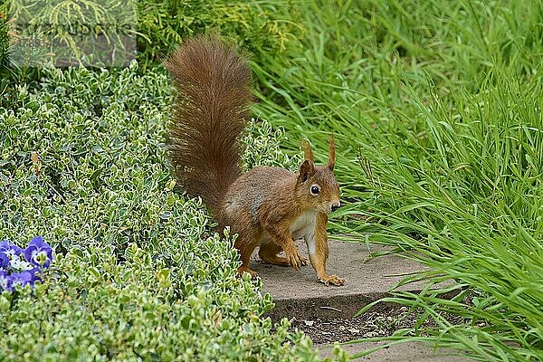 Europäisches Eichhörnchen (Sciurus vulgaris)  im Park im Frühling