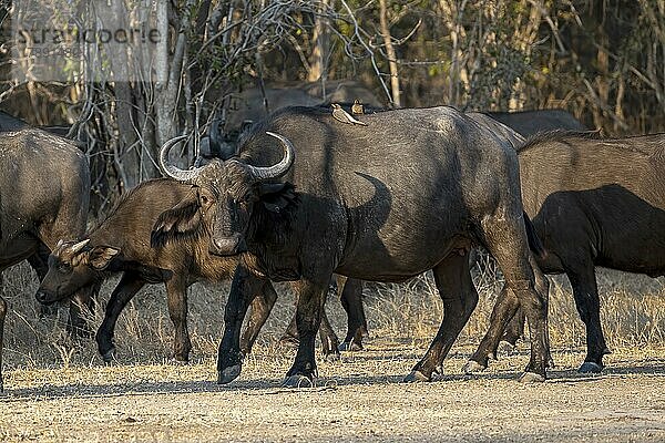 Kaffernbüffel (Syncerus caffer)  Tiere im Abendlicht auf Waldlichtung  South Luangwa  Sambia  Afrika