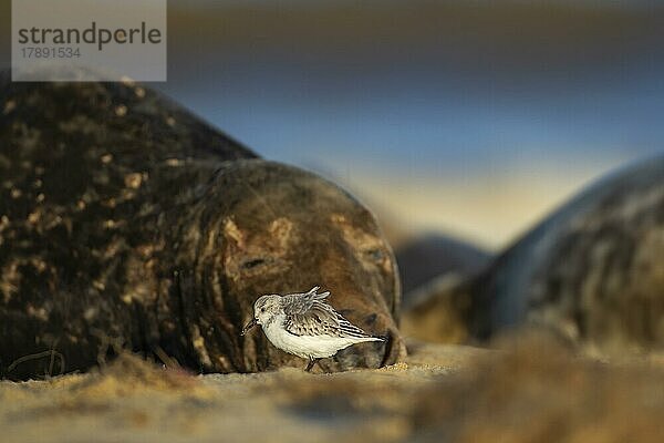 Sanderling (Calidris alba)  erwachsener Vogel mit einer schlafenden Kegelrobbe im Hintergrund an einem Strand  Norfolk  England  Großbritannien  Europa