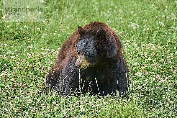 Amerikanischer Schwarzbär (Ursus americanus)  auf einer Wiese  captive