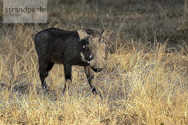 Warzenschwein (Phacochoerus africanus)  South Luangwa  Sambia  Afrika