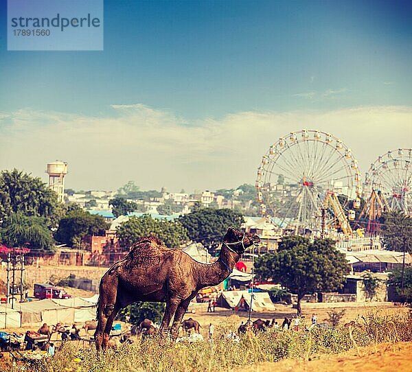 Vintage-Retro-Hipster-Stil Reisebild von Kamelen bei Pushkar Mela (Pushkar Kamel Messe) . Pushkar  Rajasthan  Indien  Asien