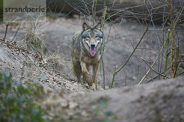 Wolf (Canis Lupus)  rennend im Wald  captive