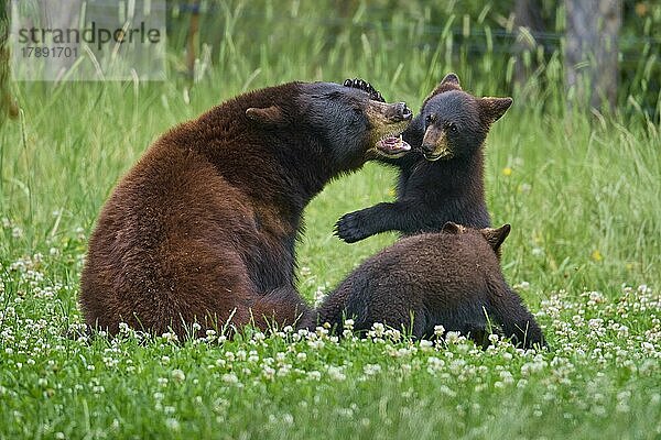 Amerikanischer Schwarzbär (Ursus americanus)  Mutter mit zwei Jungtieren  captive