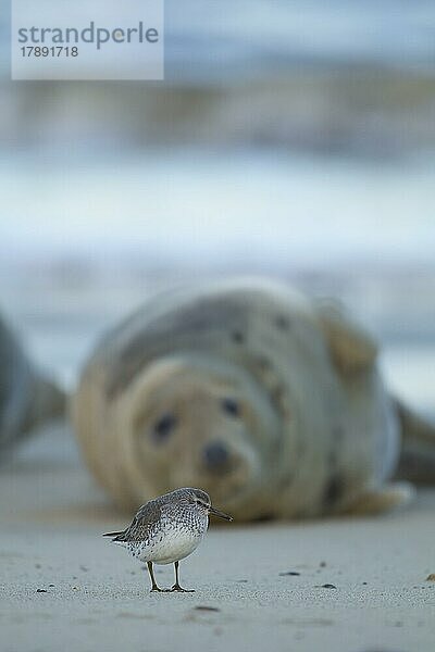 Knutt (Calidris canutus)  erwachsener Vogel mit einer erwachsenen Kegelrobbe im Hintergrund an einem Strand  Norfolk  England  Großbritannien  Europa