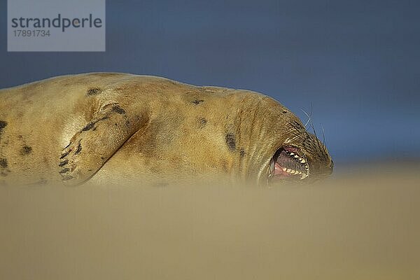 Ausgewachsene Kegelrobbe (Halichoerus grypus) beim Ausruhen am Strand  Norfolk  England  Großbritannien  Europa