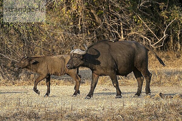 Kaffernbüffel (Syncerus caffer)  Bulle und Kalb  auf Waldlichtung  im Abendlicht  Rotschnabel-Madenhacker (Buphagus erythrorhynchus)  South Luangwa  Sambia  Afrika