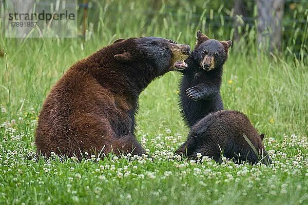 Amerikanischer Schwarzbär (Ursus americanus)  Mutter mit zwei Jungtieren  captive