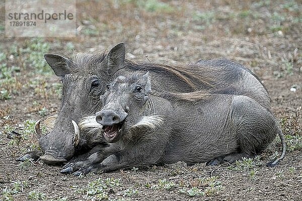 Warzenschwein (Phacochoerus africanus)  Pärchen bei Tagesanbruch  South Luangwa  Sambia  Afrika