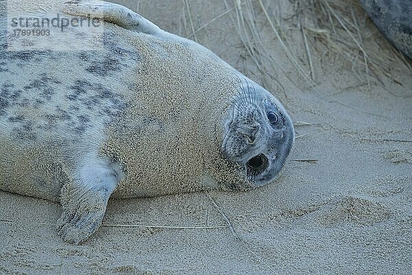 Ausgewachsene Kegelrobbe (Halichoerus grypus) beim Ausruhen am Strand  Norfolk  England  Großbritannien  Europa