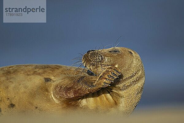 Ausgewachsene Kegelrobbe (Halichoerus grypus) beim Ausruhen am Strand  Norfolk  England  Großbritannien  Europa