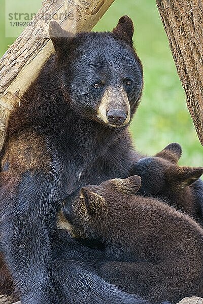 Amerikanischer Schwarzbär (Ursus americanus)  Mutter säugt zwei Junge  captive